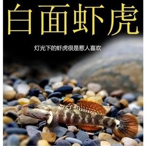 虎魚為什么不吃蝦：虎魚不吃蝦的原因 虎魚百科 第1張