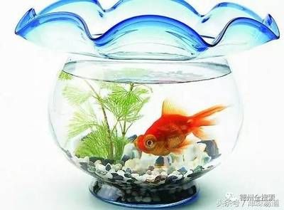 辦公室魚缸養(yǎng)什么魚：辦公室養(yǎng)魚的風(fēng)水注意事項(xiàng) 魚缸百科 第1張