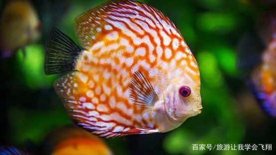 魟魚嚼碎了吐：魟魚嚼碎食物后吐出是怎么回事？ 魟魚百科 第2張