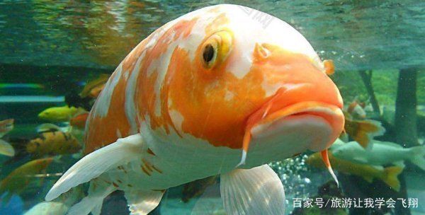 魟魚嚼碎了吐：魟魚嚼碎食物后吐出是怎么回事？ 魟魚百科 第1張