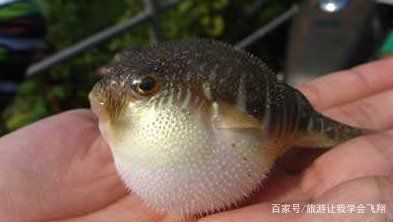 魟魚嚼碎了吐：魟魚嚼碎食物后吐出是怎么回事？ 魟魚百科 第3張