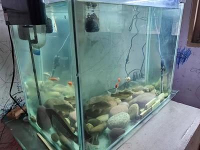 成品魚缸漏水能修嗎多少錢：成品魚缸漏水可以修復(fù)嗎魚缸漏水的修復(fù)方法是什么 魚缸百科 第2張