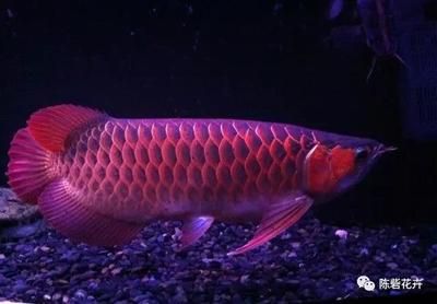 十大名貴龍魚：十大名貴龍魚品種 龍魚百科 第2張