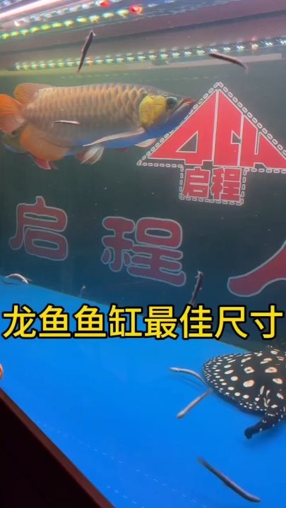 龍魚魚缸最佳尺寸：今天我們來講一講龍魚魚缸最佳尺寸 觀賞魚論壇