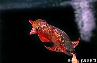 龍魚來歷：關(guān)于龍魚來歷的詳細信息