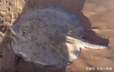 魟魚(yú)背部鼓起怎么回事：魟魚(yú)背部鼓起怎么辦 魟魚(yú)百科 第2張