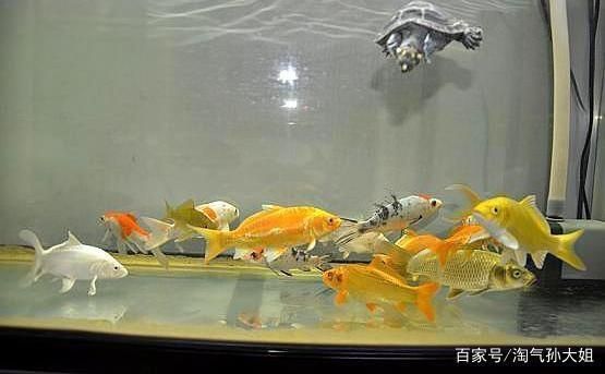 冬天錦鯉魚缸換水的正確方法：冬天給錦鯉魚缸換水需要考慮到水溫和水溫和水質(zhì)管理