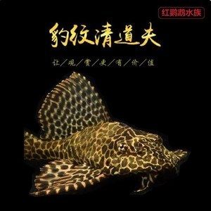 大型魚缸除藻：大型魚缸如何除藻？