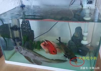 大魚缸最好養(yǎng)的魚：大魚缸中最好養(yǎng)的魚類推薦