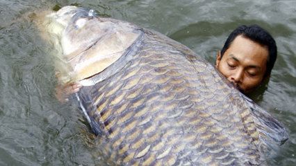 魟魚淡水魚嗎能養(yǎng)嗎有毒嗎：魟魚是指淡水魚，而是既有淡水品種也有海水品種也有海水品種 魟魚百科 第2張