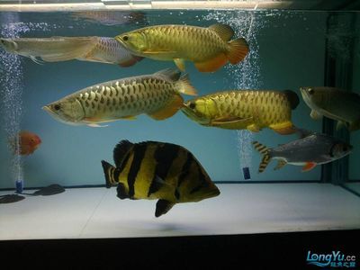 大型魚(yú)缸魚(yú)搭配：大型魚(yú)缸中的魚(yú)類(lèi)如何搭配？ 魚(yú)缸百科 第4張