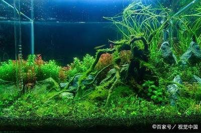 大魚缸不換水怎么日常維護(hù)：大魚缸不換水的日常維護(hù)需要綜合考慮多個(gè)方面的因素 魚缸百科 第1張