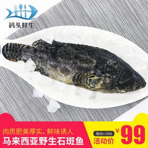 野生黑虎魚：關(guān)于野生黑虎魚的一些信息 虎魚百科 第1張