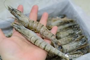 野生黑虎魚：關(guān)于野生黑虎魚的一些信息 虎魚百科 第3張