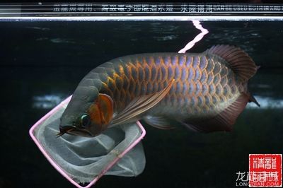 賽級紅龍魚什么意思：賽級紅龍魚怎么樣 龍魚百科 第3張