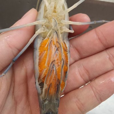 小龍魚(yú)喂食帶殼蝦不消化怎么辦：小龍魚(yú)喂食帶殼蝦不消化怎么辦小龍魚(yú)喂食帶殼蝦不消化 龍魚(yú)百科 第2張