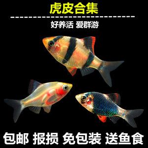 虎魚吃什么魚食最好：虎魚的飼料選擇