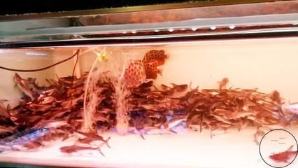 虎魚吃小魚苗嗎：虎魚會吃小魚苗嗎 虎魚百科 第2張