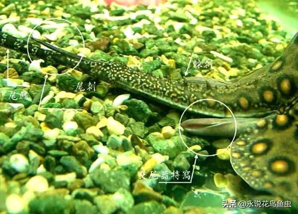 魟魚會扎其它魚嗎視頻：魟魚會扎其他魚嗎？ 魟魚百科 第3張