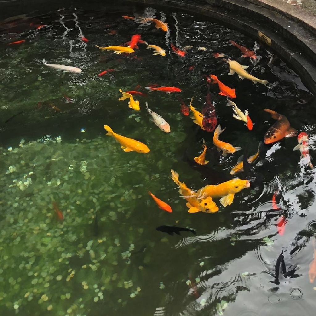 金龍魚的觀察日記350字：金龍魚的觀察日記