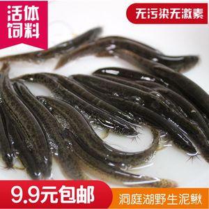 龍魚專用餌料配方：龍魚專用餌料的配方和注意事項 龍魚百科 第2張