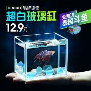 便宜魚缸和品牌魚缸的差別：魚缸選購指南