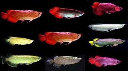 龍魚(yú)怎么選擇品相好的魚(yú)種呢：選擇品相好的龍魚(yú)的一些關(guān)鍵要點(diǎn) 龍魚(yú)百科 第1張