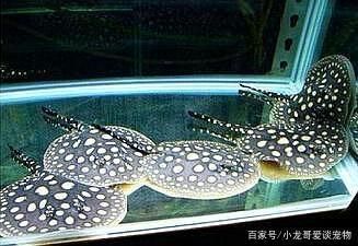 魟魚ph值多少為正常：金龍魟魚混養(yǎng)的ph值應(yīng)該在6.5-7.5之間 魟魚百科 第1張