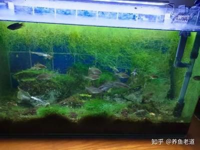 除魚缸青苔的魚有哪些：清除魚缸青苔的方法 魚缸百科 第1張