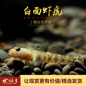 白面蝦虎魚是冷水魚嗎：白面蝦虎魚是冷水魚的一種 虎魚百科 第1張