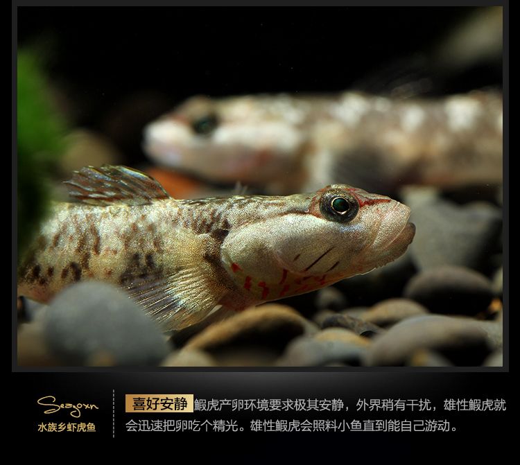 白面蝦虎魚是冷水魚嗎：白面蝦虎魚是冷水魚的一種 虎魚百科 第3張