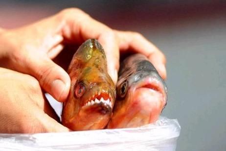 6厘米小虎魚喂什么飼料好：6厘米小虎魚喂什么飼料好6厘米小虎魚喂什么飼料好 虎魚百科 第3張