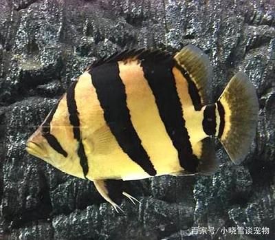 虎魚(yú)越養(yǎng)越黑怎么辦：虎魚(yú)為什么越養(yǎng)越黑