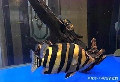 虎魚(yú)越養(yǎng)越黑怎么辦：虎魚(yú)為什么越養(yǎng)越黑