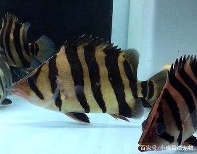 虎魚(yú)越養(yǎng)越黑怎么辦：虎魚(yú)為什么越養(yǎng)越黑