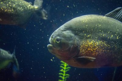 虎魚是深海魚嗎？：虎魚是深海魚嗎虎魚是深海魚嗎 虎魚百科 第1張