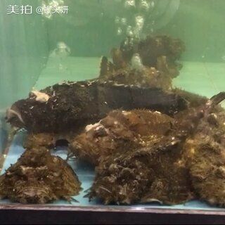 虎魚是深海魚嗎？：虎魚是深海魚嗎虎魚是深海魚嗎 虎魚百科 第3張