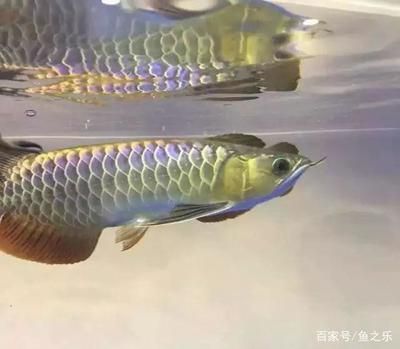 龍虎魟還能加什么魚：龍虎魟混養(yǎng)時需要考慮到魚的品種、習性和習性和對水質(zhì)的要求