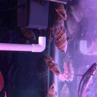 黑缸虎魚假性蒙眼：如何判斷虎魚是否假性蒙眼