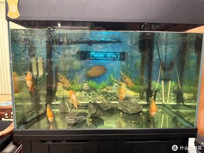 森森魚缸操作：森森魚缸如何保養(yǎng)？ 森森魚缸