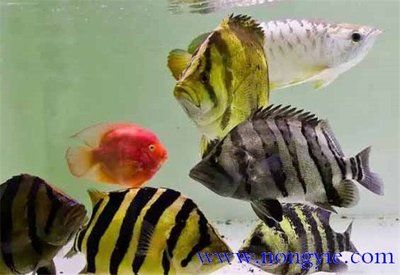 虎魚和什么混養(yǎng)：與虎魚混養(yǎng)的魚類種類及其注意事項(xiàng) 虎魚百科 第2張