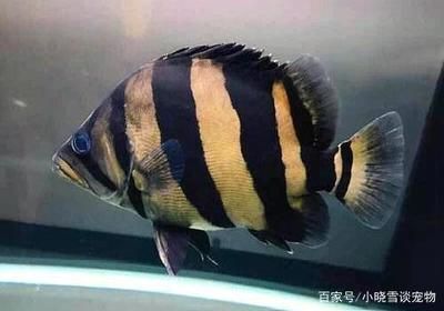 虎魚訓(xùn)食飼料的方法：如何訓(xùn)練虎魚吃飼料