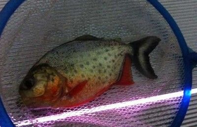 虎魚訓(xùn)食飼料的方法：如何訓(xùn)練虎魚吃飼料