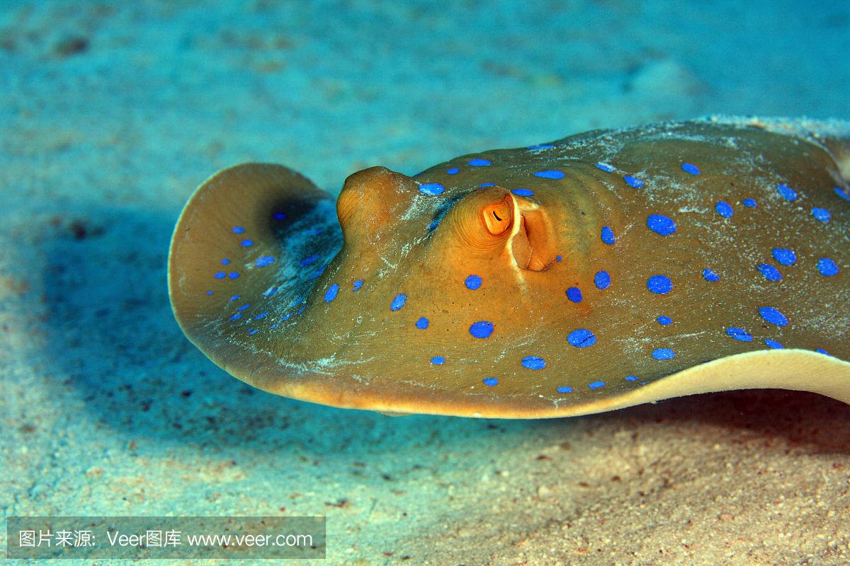 魟魚底部正常顏色是什么顏色：魟魚底部正常顏色是什么顏色，魚底部正常顏色是什么顏色 魟魚百科 第2張