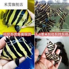 印尼虎魚干蝦可以喂嗎：關(guān)于印尼虎魚喂食干蝦的一些信息 虎魚百科 第1張