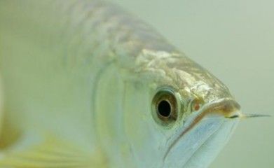 魟魚吃魚：魟魚吃魚嗎？ 魟魚百科 第1張