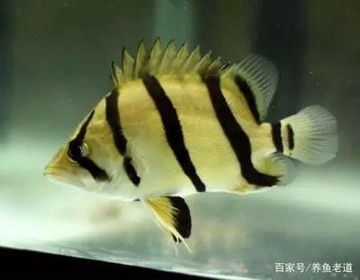 虎魚身上長白色膿狀：虎魚身上長有白色膿狀物是怎么回事 虎魚百科 第2張