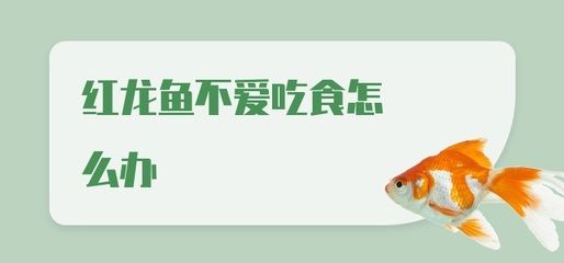 紅龍魚不愛游動怎么辦：紅龍魚不愛游動怎么辦紅龍魚不愛游動可能有多種原因