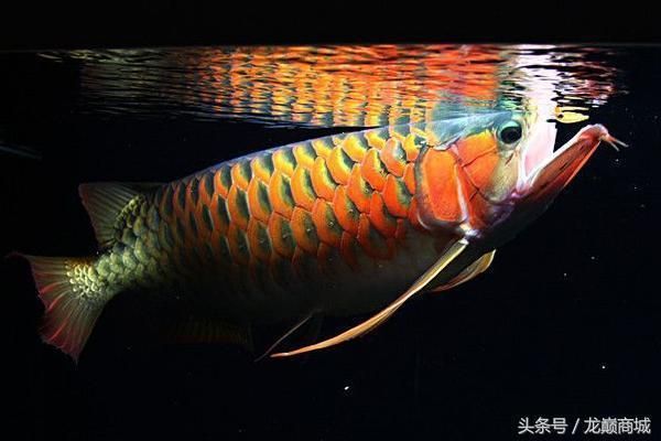 龍魚野外吃什么：龍魚在野外非常喜歡捕食小魚、小蝦、青蛙、昆蟲等多種食物