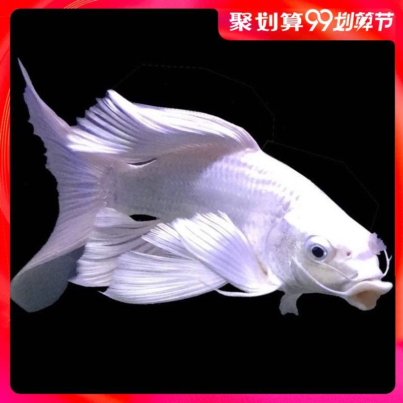 臺(tái)灣蝴蝶鯉可以和龍魚(yú)魟魚(yú)混養(yǎng)嗎